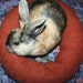 Ugli Donut bunny rabbit bed for a small sized bunny hand knit heathered wool