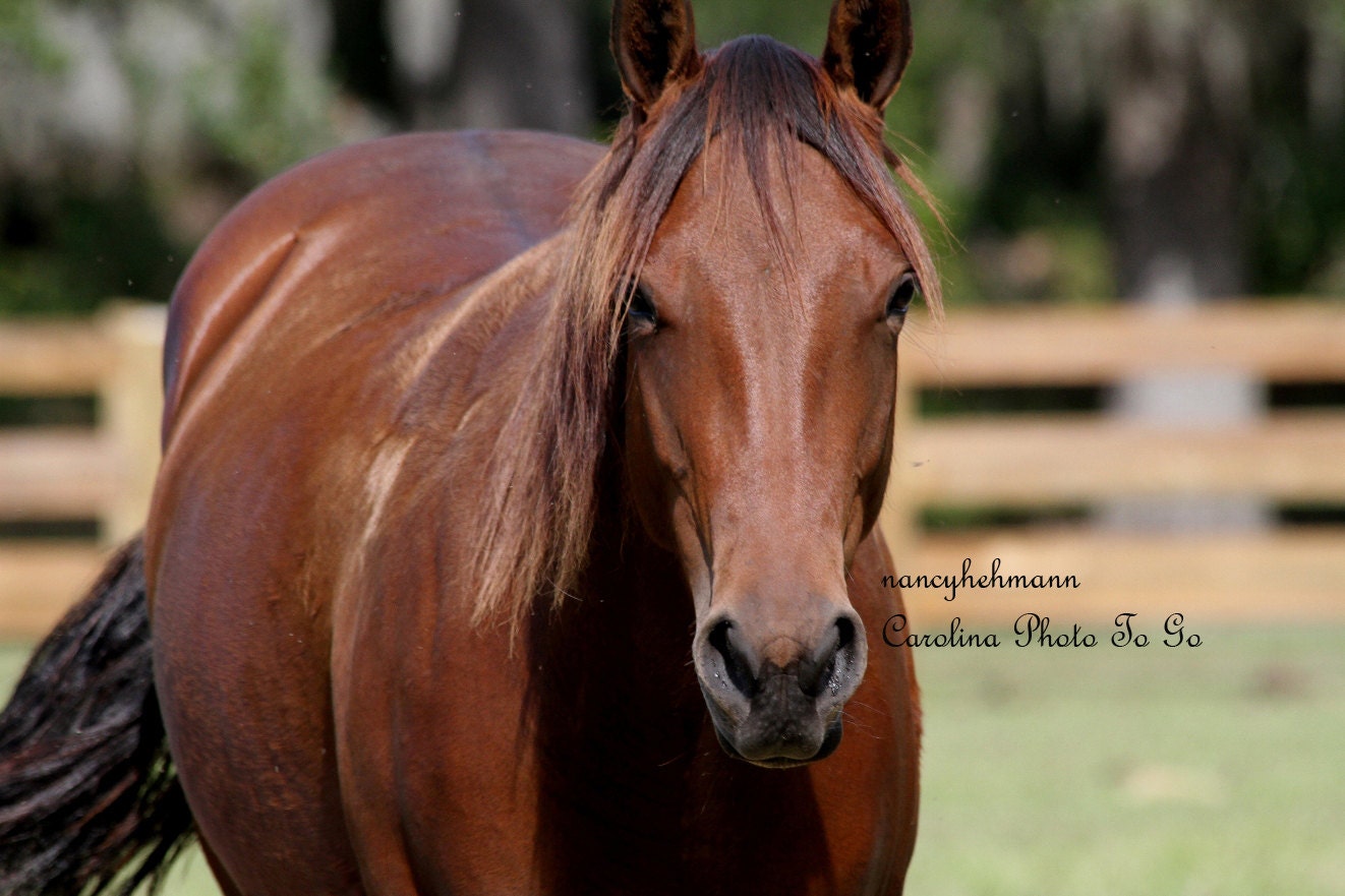 horse-animals-high-definition-photography-of-an-by-nancyhehmann