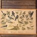 Vintage Belgian Forest and Meadowbirds