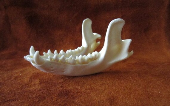 Real Raccoon Jaw Bones Bones Skulls By Blackwolftradingpost