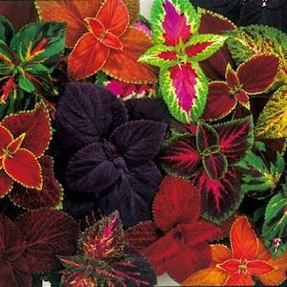 coleus rainbow mix 20 flower seeds shady gardens painted coleus rainbow mix 20 flower seeds shady gardens painted