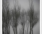 Tree Photo, Black and White Photo Fine Art Print, Foggy Morning, 8x10, Nature Photography, Monochromatic