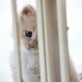 Pet Photography Blue Eyed Kitten Portrait Print