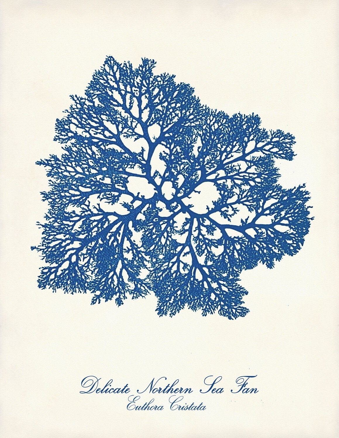 Set of 4 Navy Blue Nautical Prints Coastal Wall Art Coral