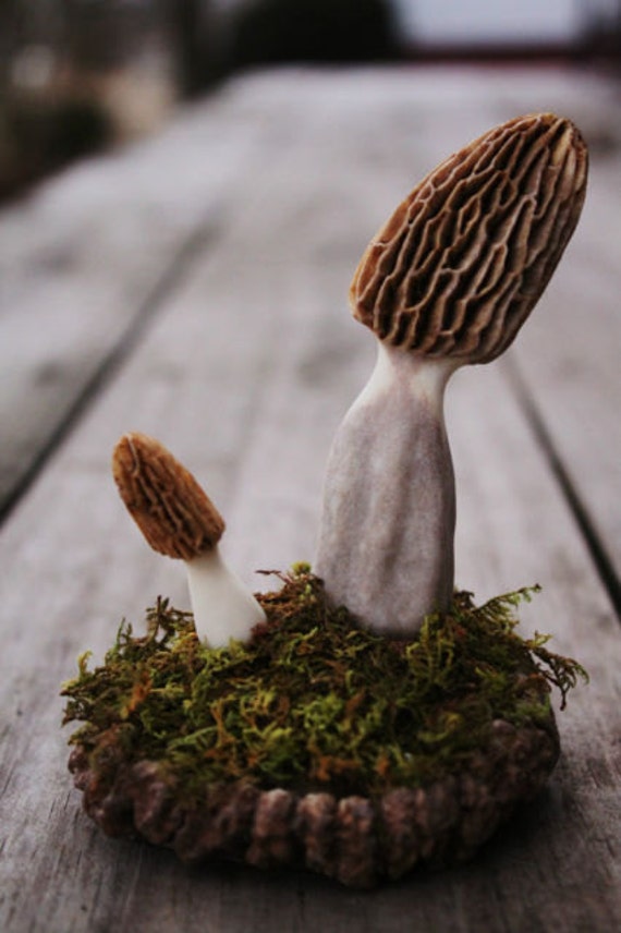 Deer+Horn+Mushroom Mushroom Display Made from White Tailed Deer 