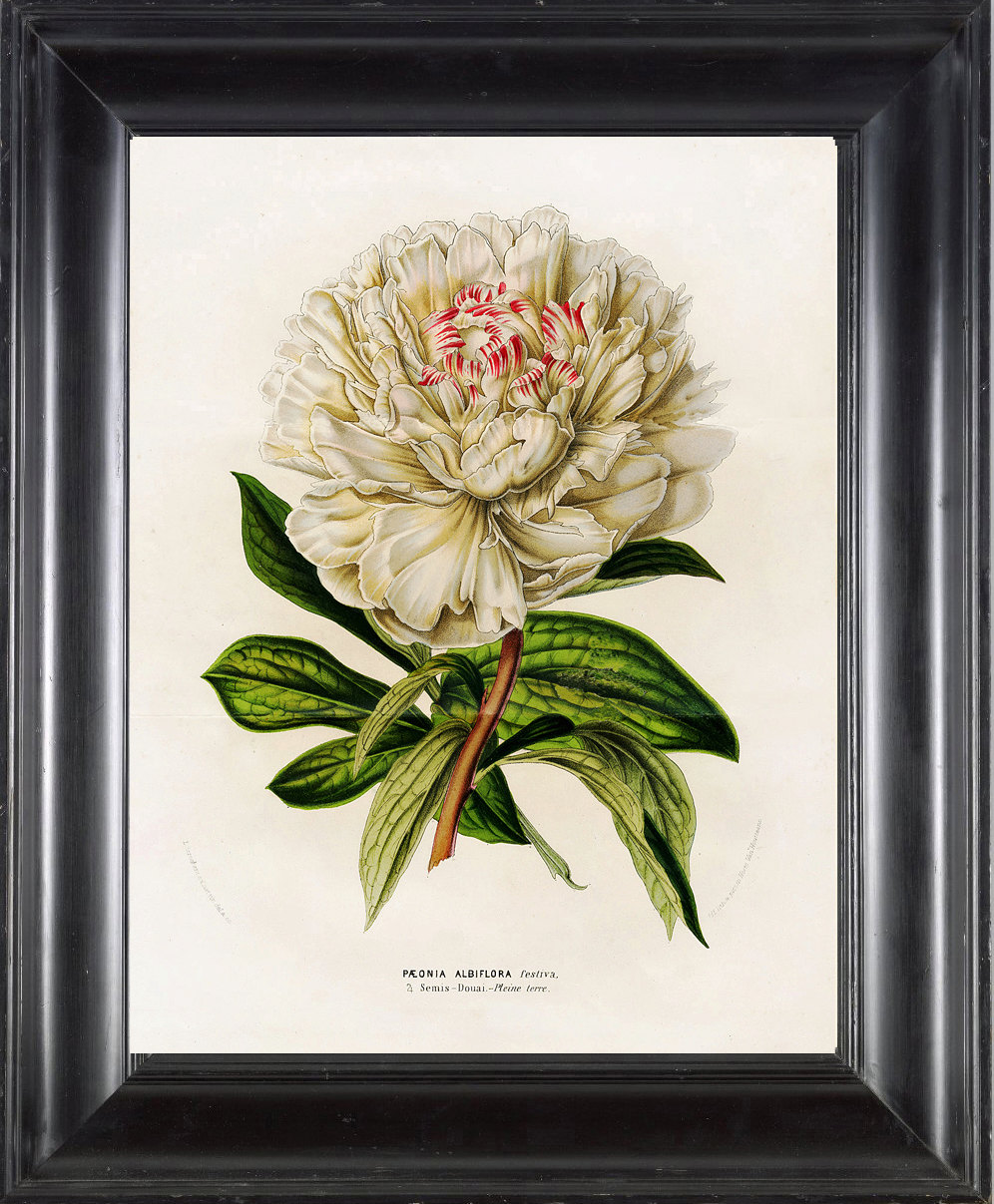 It's just a picture of Eloquent Printable Botanical Prints This is an image of Eloquent Printable Botanical Prints