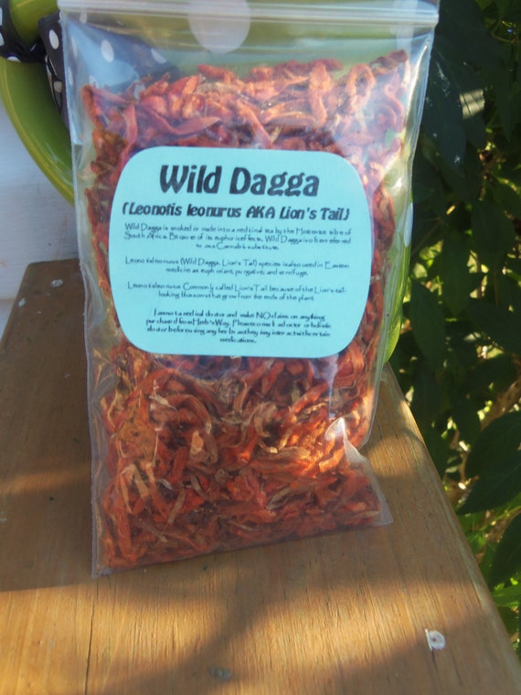 Wild Dagga Leonotis Leonurus AKA Lion's Tail Herbal