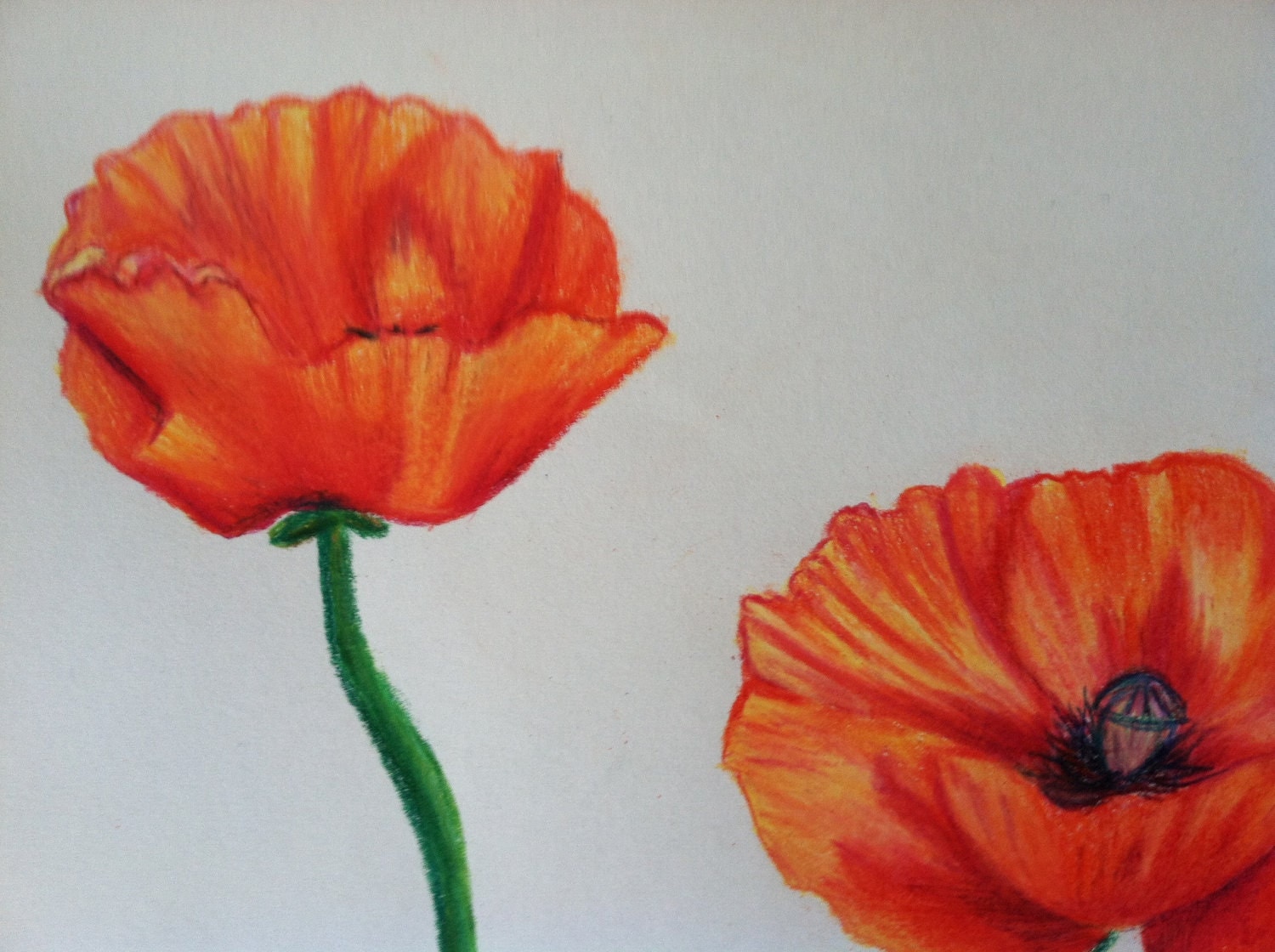 Original Colored Pencil Poppy Drawing