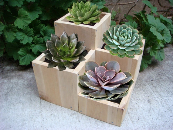 Flower planter, garden flower pot, wood, Mother's Day Gift, tabletop size, 4 compartments for various plants and flowers: "Jewel"