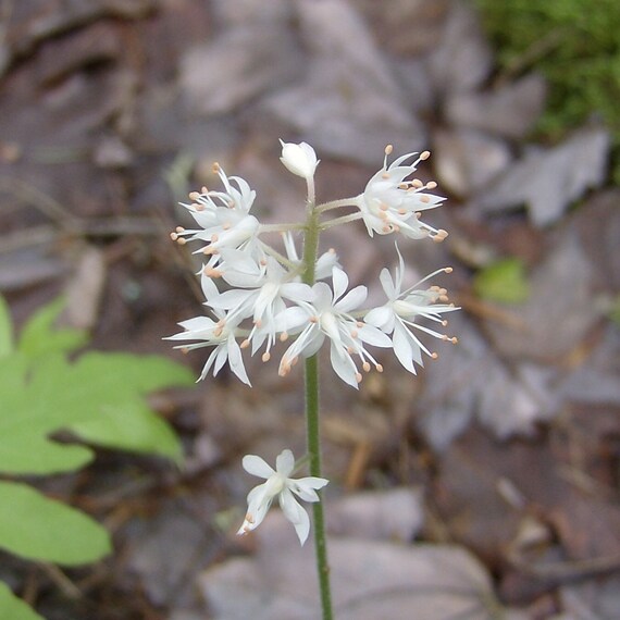 Foamflower. 30 Seeds