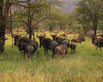 Giclée of Wildebeest - 13x19
