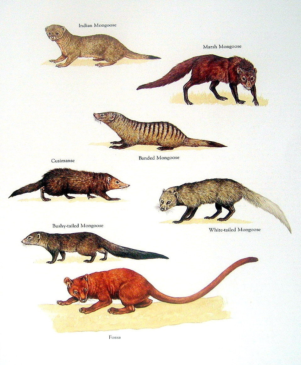 Mongoose Indian Mongoose Cusimanse Marsh Mongoose Banded