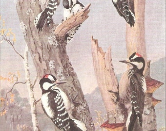 Vintage Bird Print, Book Plate, Hairy Woodpecker, Gairdner's Woodpecker, Allan Brooks, Antique Bird Illustration, 1930s