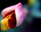 Broom flower photography, 5x7 nature photography print, flower photo, red pink flower print, navy, teal, botanical wall decor, flower decor Broom flower photography, 5x7 nature photography print, flower photo, red pink flower print, navy, teal, botanical wall decor, flower decor