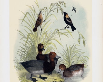 1881 Large antique duck print, birds of NORTH AMERICA, Wild ducks, 131 years old gorgeous print.