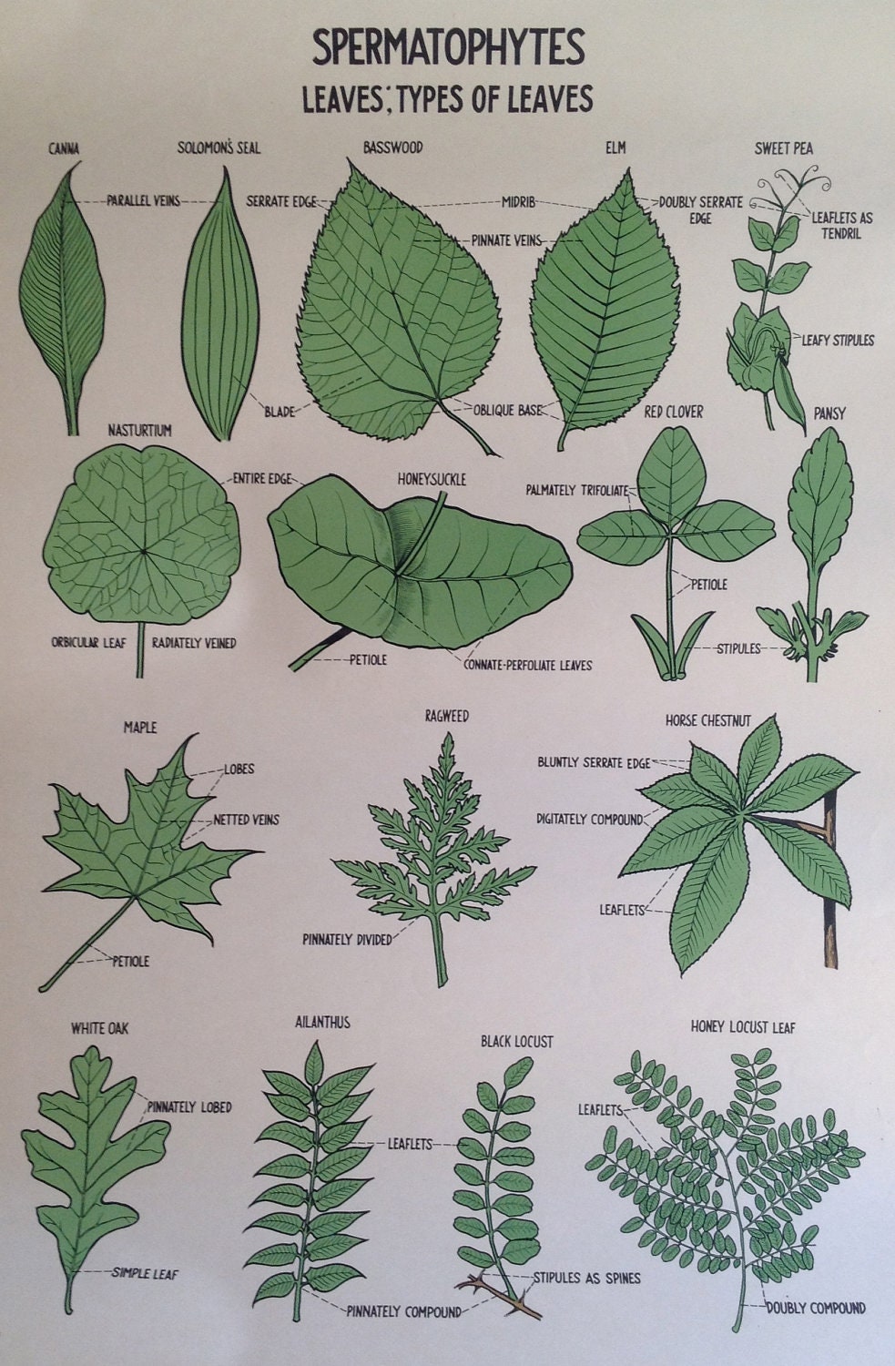 Chart Of Leaf Types