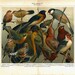 Birds Vintage Print Antique Color Lithograph