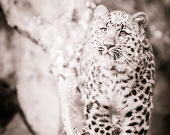 Leopard room | Etsy