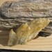 Lapidary stones - Petrified Wood south dakota