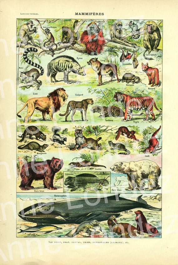 1922 Vintage animal poster French vintage furry animal print