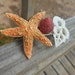 Sugar Starfish Barrette with Seashell Slice and Strawberry Shell