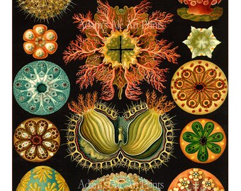 Sea Urchins Print, Poster, Ernst Haeckel, Art Nouveau Sea Life Print, Vivid Colors on Black, Coastal Decor, Beach Art, Colorful Sea Art