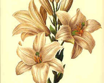  Lily  Easter Lily  Lily Print  Botanical Lily Print  Easter Lily