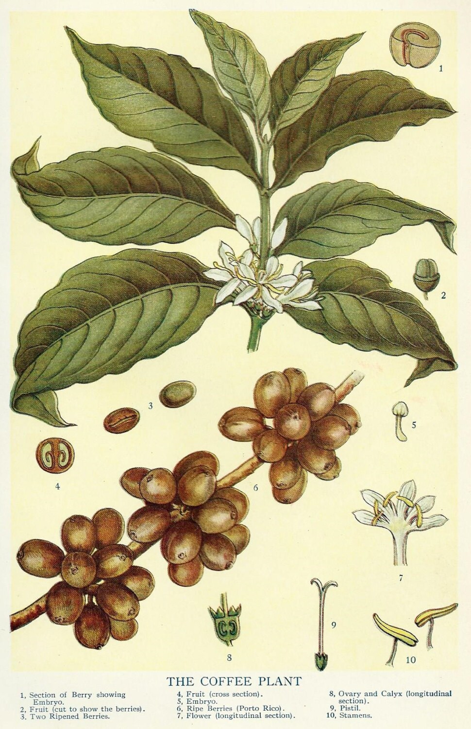 Vintage Coffee Bean Botanical Illustration Art 1910 Antique