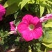 Pink Petunia