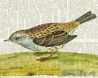 bird VIII dictionary page print