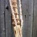 Natural finish Walking stick, Maine Maple Wooden Hiking staff