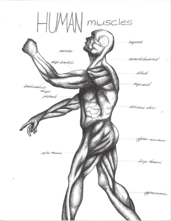 Items similar to Cross-Hatching Art Drawing Anatomy Lesson Video