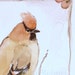 Watercolor Original Nature Painting Cedar Waxwing Woodland Bird by Laurie Rohner