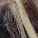Horsehair for Crafting