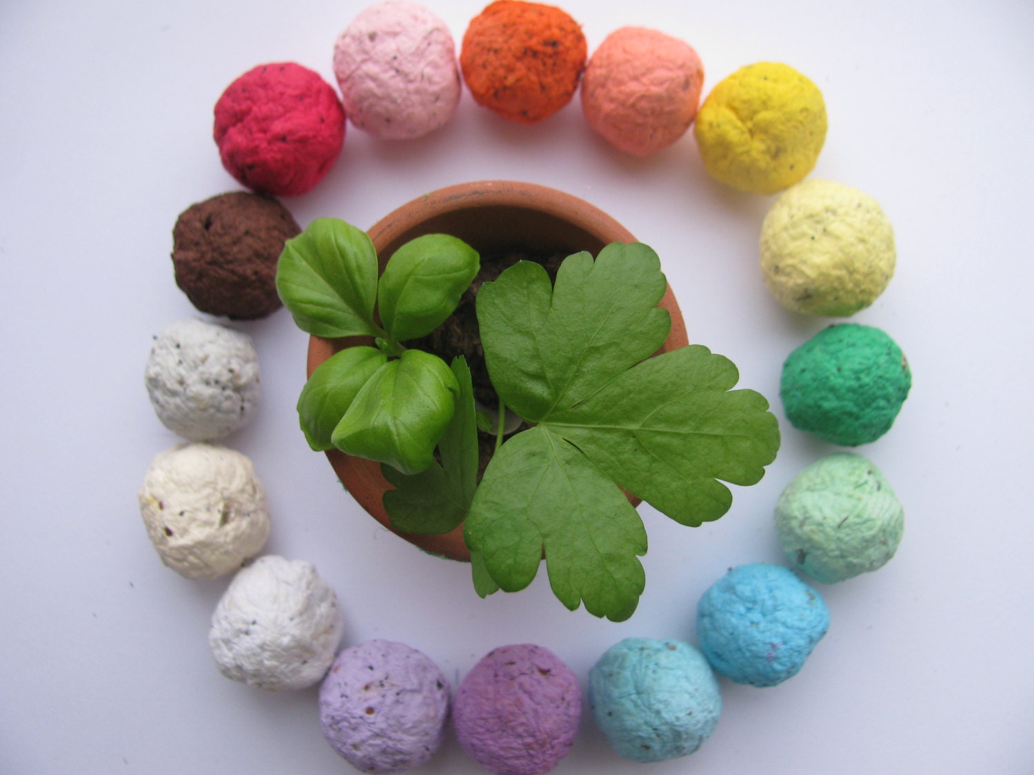 NEW100 HERB Seed Bombs