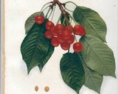 Vintage Floral Lithograph of Downer Cherries 1940s (006)