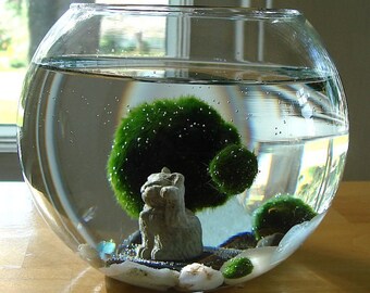 Lucky Cat Marimo Moss Balls Maneki Neko Nano Aquarium Terrarium / Cat Lover Gift