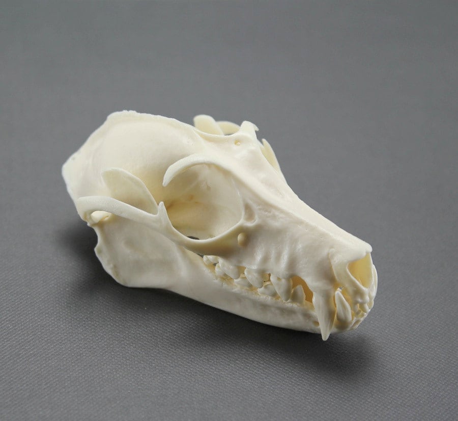 flying fox bat skull replica