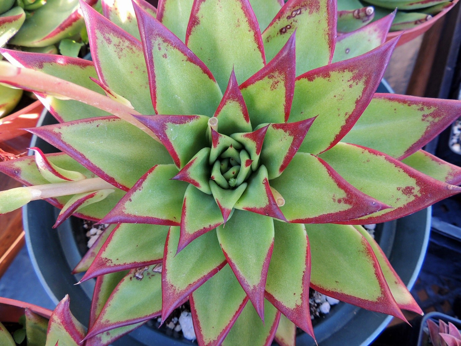 Echeveria agavoides 'Lipstick'