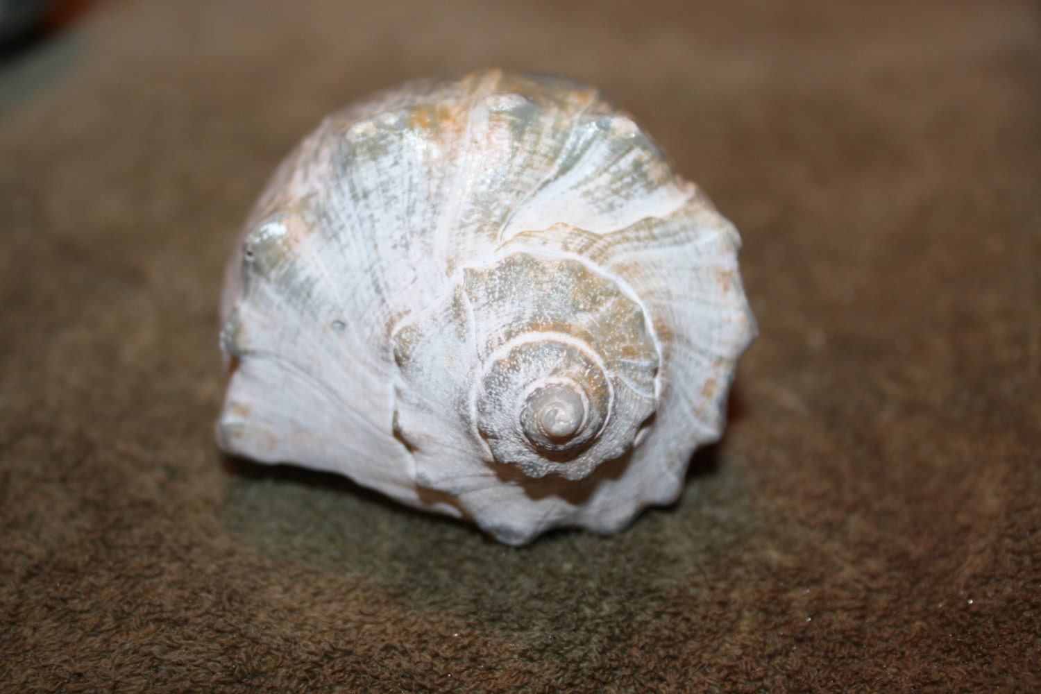 SALE Rare Left Handed Whelk Conch Sea Shell Atlantic Ocean