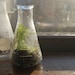 Erlenmeyer Flask Terrarium, 125mL Specimen, Selaginella kraussiana
