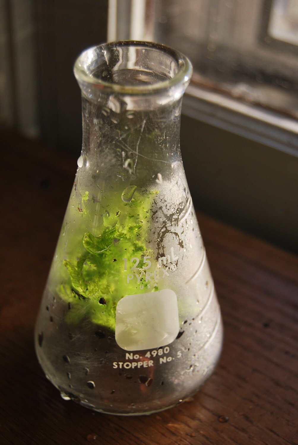 Erlenmeyer Flask Terrarium 125mL Specimen Selaginella