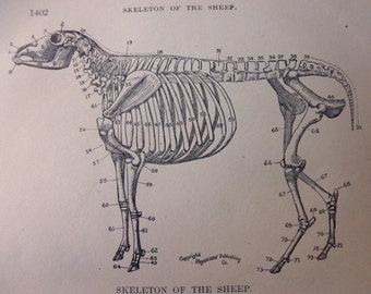 Sheep anatomy 1905 | Etsy
