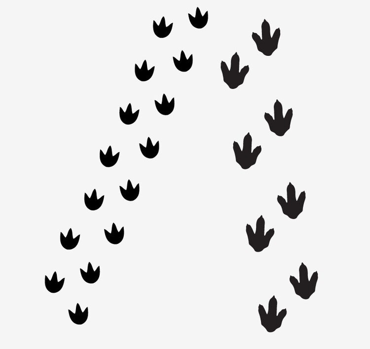 Dino Tracks Dinosaur Footprints Vinyl Wall By Wildgreenrose