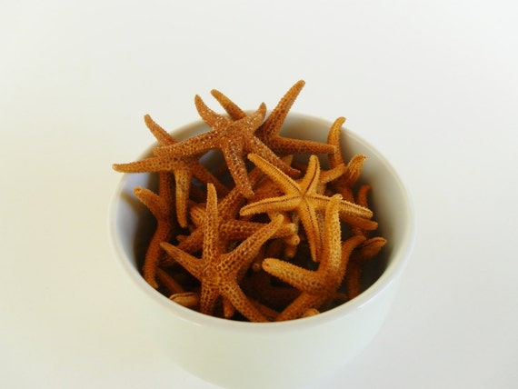 Starfish Dried Natural Bay Starfish 24 Count