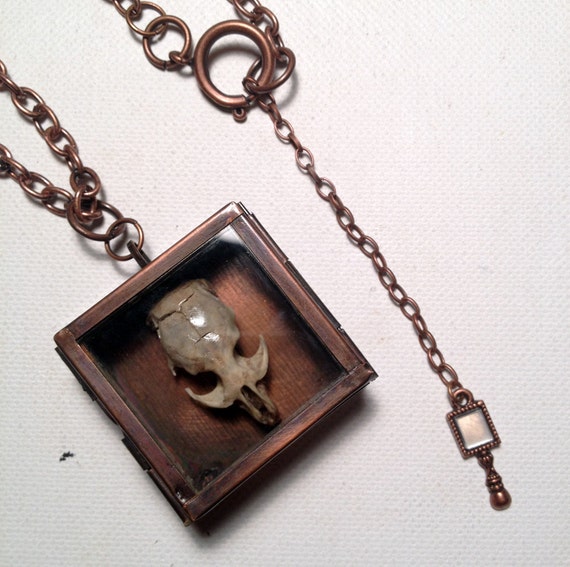 Real Rodent Skull Brass Shadow Box Necklace