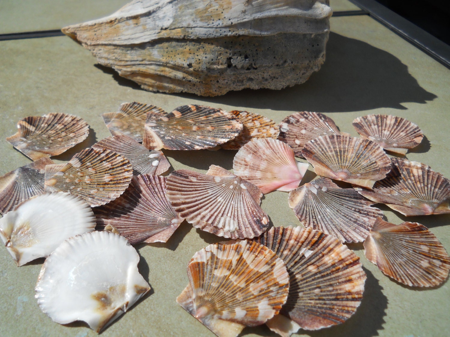 seashells baby flat scallop craft bulk shells by SandrasSeashells