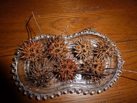 13 Witch's Burrs for Protection and Spells