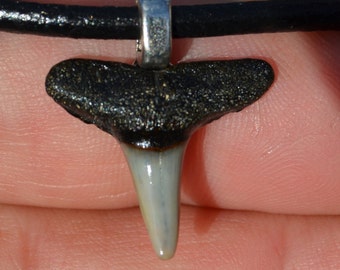 Popular items for lemon shark tooth on Etsy