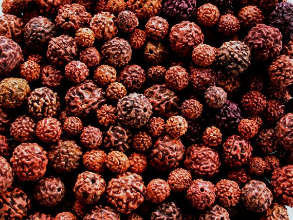 Hasil gambar untuk rudraksha